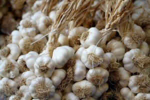 How to Grow Your Own Garlic