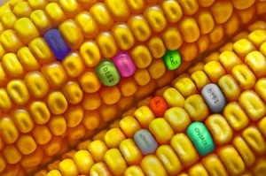 Non-GMO Month