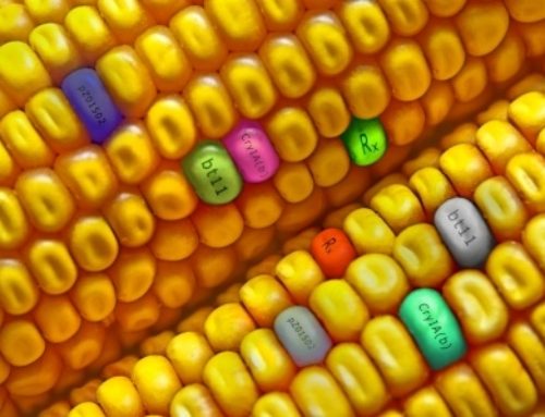 GMOs: What You Should Know